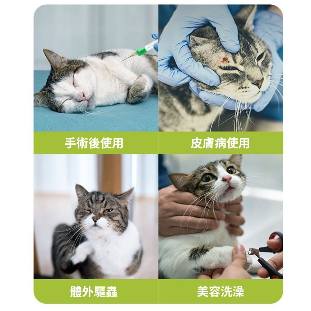 親膚海綿伊莉莎白(厚) 小熊