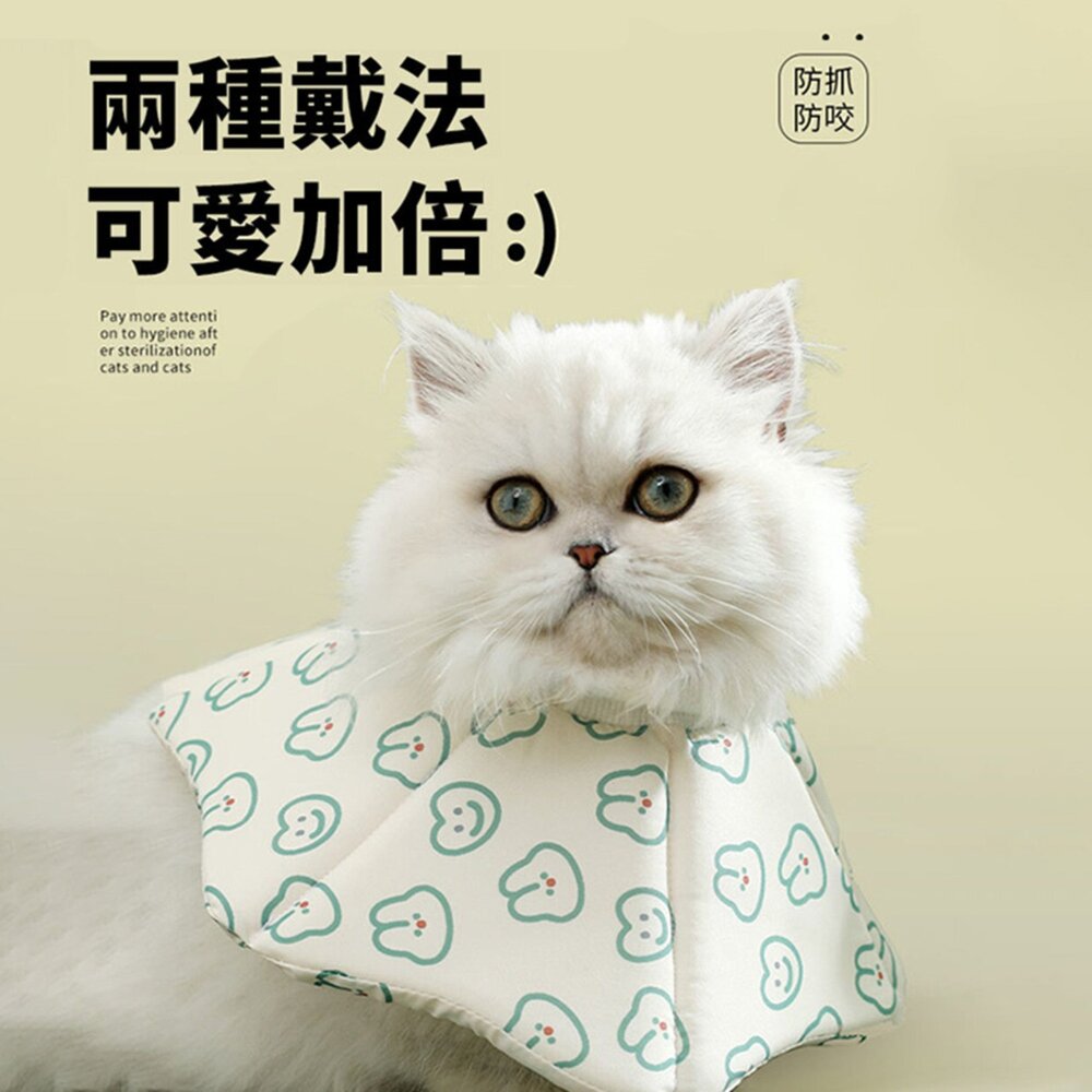 親膚海綿伊莉莎白(厚) 小熊