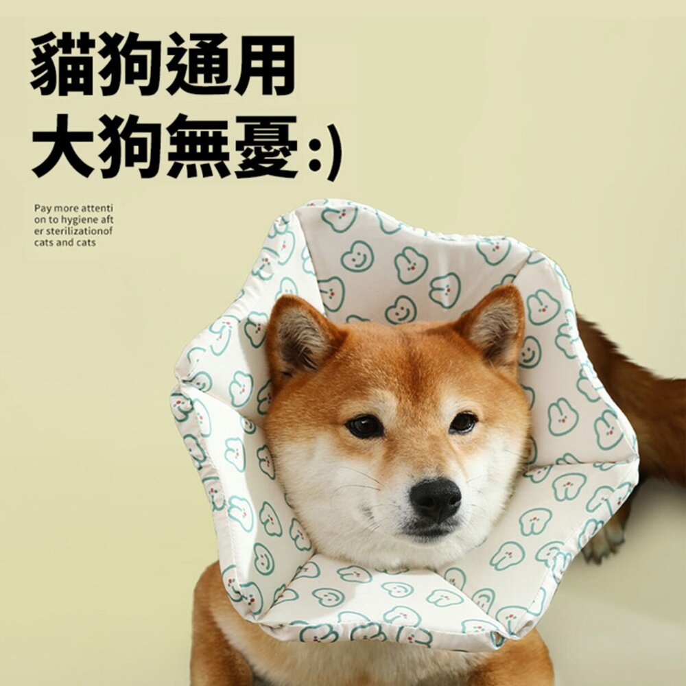親膚海綿伊莉莎白(厚) 小熊